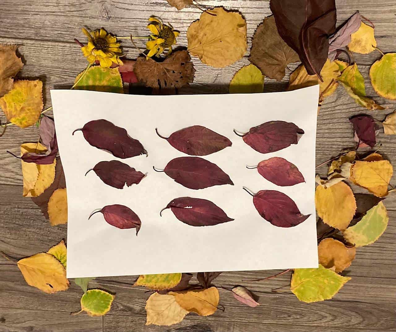 Wild Math - Leaves arranged in an array to show illustrate multiplication